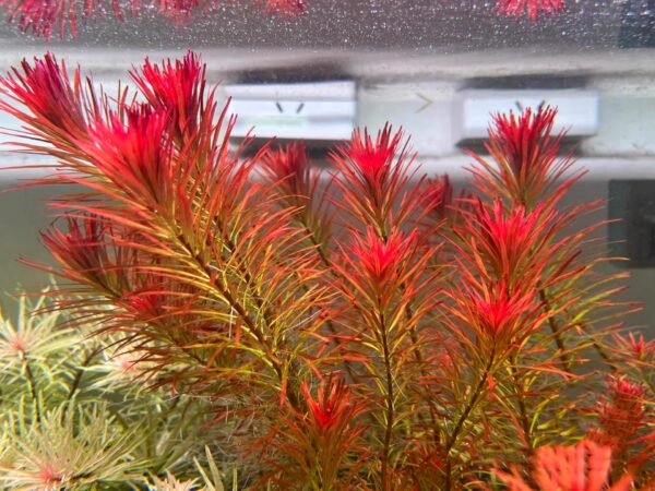 紅太陽草Ludwigia inclinata meta.  'Pantanal'：圖片 3