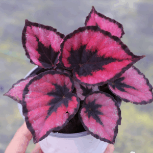 粉斑秋海棠 Begonia sp. (Pink)