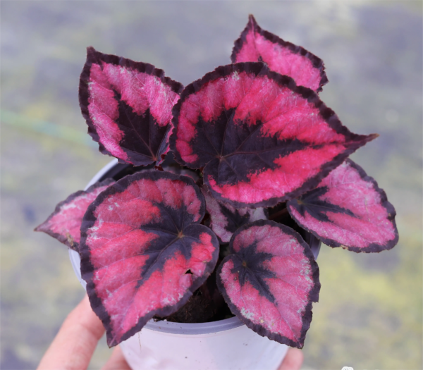 粉斑秋海棠 Begonia sp. (Pink)