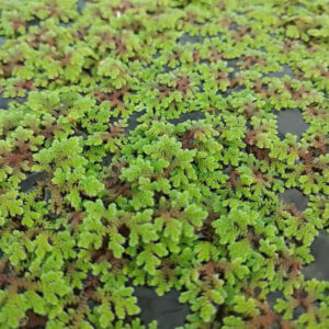 珊瑚萍 Azolla imbricate