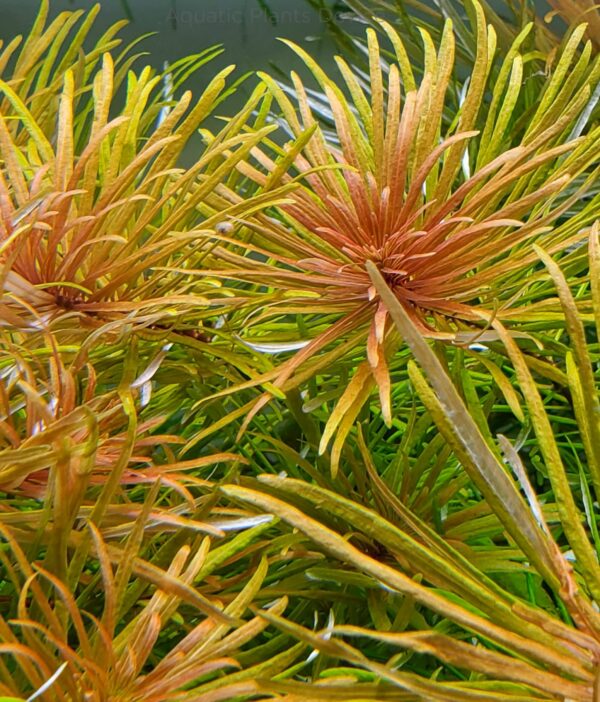 古巴葉底紅 Ludwigia Cuba (Ludwigia inclinata var. verticillata 'Cuba')：圖片 3