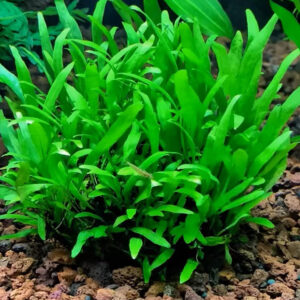 細葉鐵皇冠 Microsorum pteropus 'Narrow'