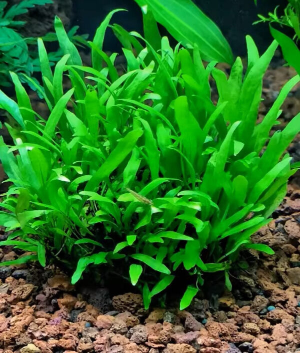 細葉鐵皇冠 Microsorum pteropus 'Narrow'