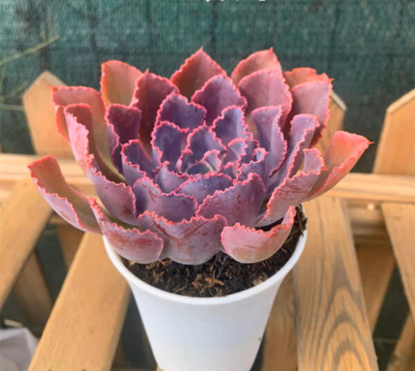 石蓮花晚霞之舞 Echeveria 'Neon Breaker'：圖片 2