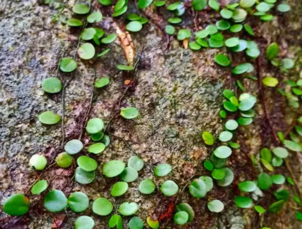 伏石蕨 Lemmaphyllum microphyllum：圖片 2