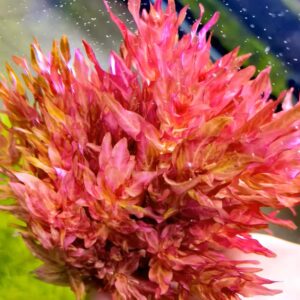 豹紋紅蝴蝶 Rotala macrandra var.