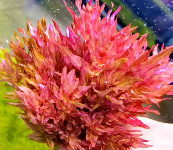 豹紋紅蝴蝶 Rotala macrandra var.