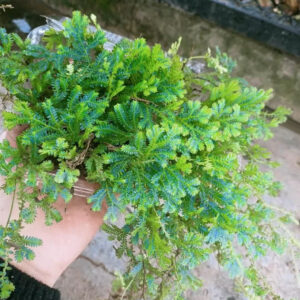 反光靛藍卷柏, 綠孔雀卷柏 Green Peacock Spikemoss (Selaginella uncinata)