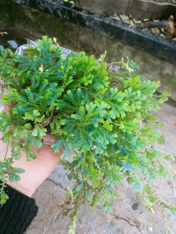 反光靛藍卷柏, 綠孔雀卷柏 Green Peacock Spikemoss (Selaginella uncinata)