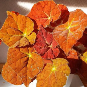 秋之華秋海棠（粉暈銀葉）| Begonia rex hybrid ‘Pink Silver’