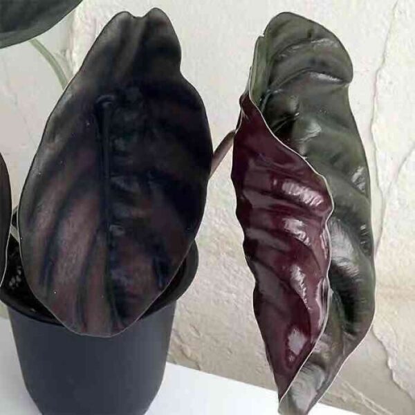 銅鏡觀音蓮 Red Secret (Alocasia cuprea red)