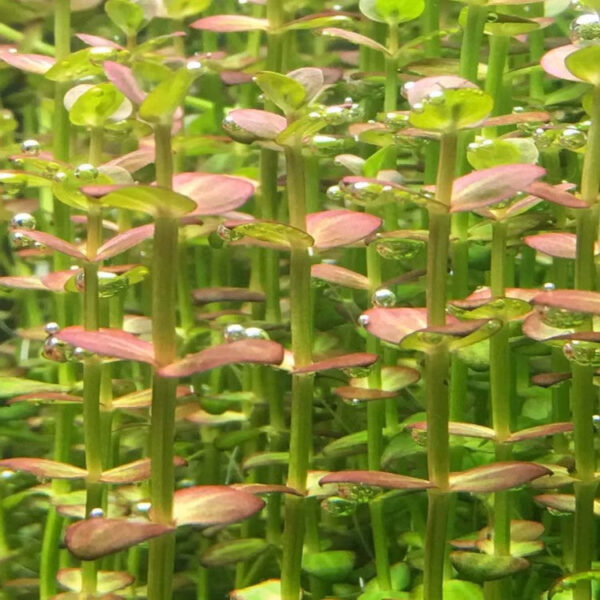 紫紅圓葉 Lindernia sp. 'India' (Indian lindernia)