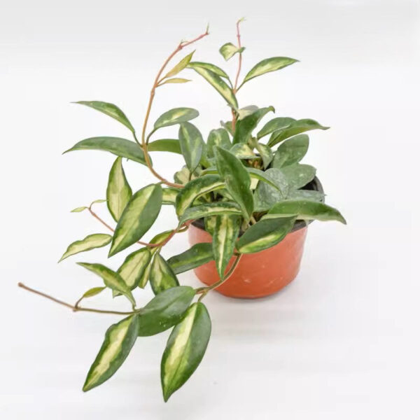 綠葉球蘭內錦 Hoya carnosa 'Krimson princess'：圖片 3