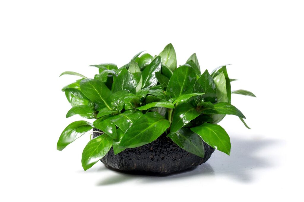 南美叉柱花  Staurogyne repens