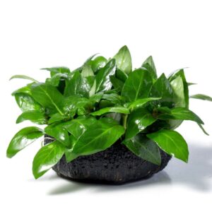南美叉柱花  Staurogyne repens