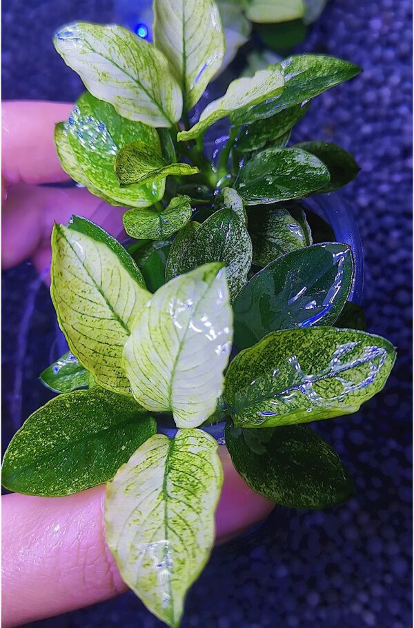 花葉小榕：圖片 2
