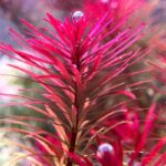 紅太陽草 Ludwigia Pantanal 紅葉水草 強光紅色水草 高端造景水草