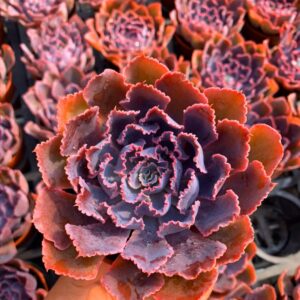 石蓮花晚霞之舞 Echeveria 'Neon Breaker'