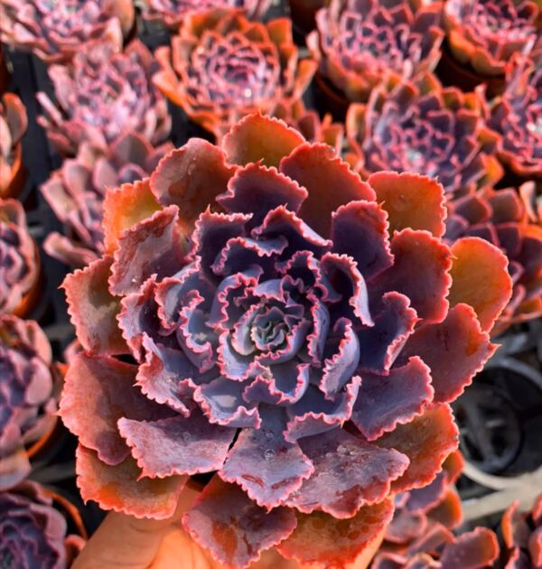 石蓮花晚霞之舞 Echeveria 'Neon Breaker'