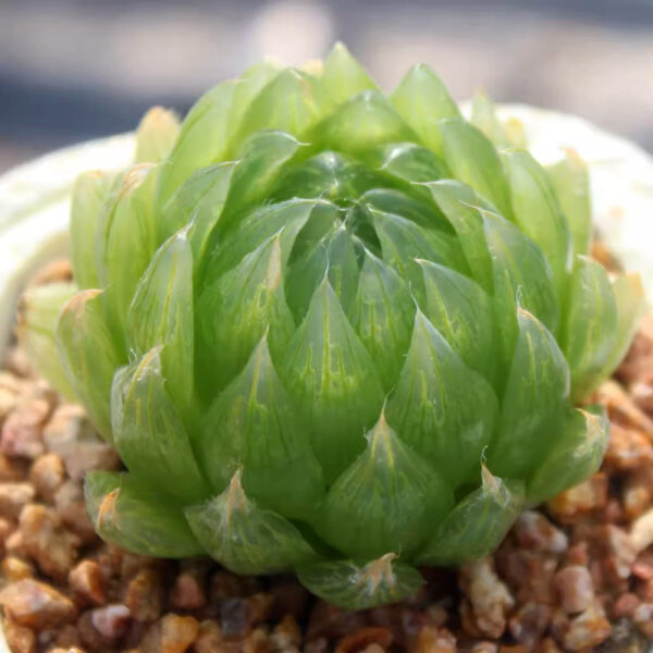 洋蔥皮多肉 Haworthia lockwoodii