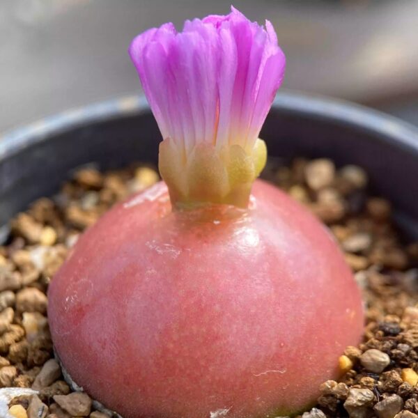 燈泡 Burger's onion (Conophytum burgeri)：圖片 2