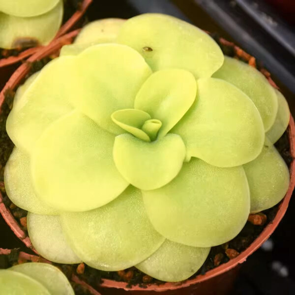 緹娜捕蟲堇 Butterwort (Pinguicula Tina) (直徑3-5cm)：圖片 2