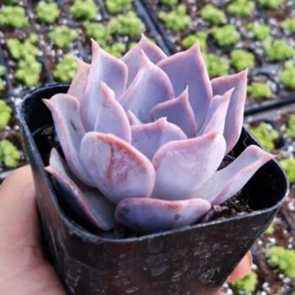 石蓮花露西娜 Echeveria lucila：圖片 4