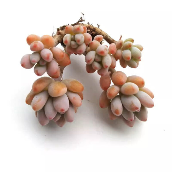 綠豆石蓮花 Echeveria amoena 'Microcalyx'：圖片 3