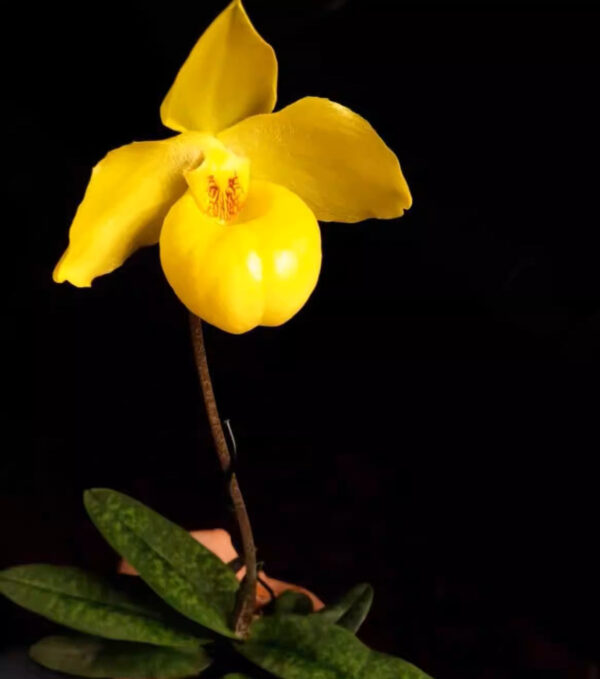 黄色拖鞋蘭/兜蘭屬 Paphiopedilum (Yellow)：圖片 2