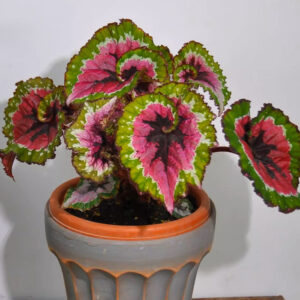 秋海棠 Begonia 'Dutch Splendor'