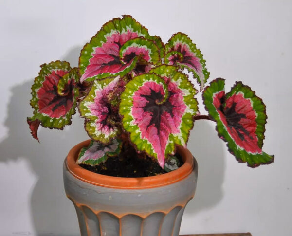 秋海棠 Begonia 'Dutch Splendor'