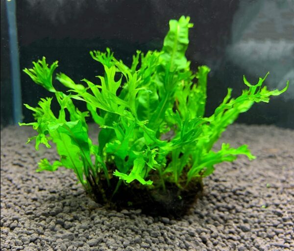 鹿角铁皇冠  Java Fern Windelov (Microsuinm pteropus 'Windelov') (8 - 15 cm)：圖片 4