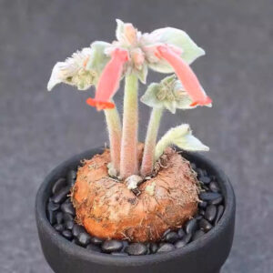 斷崖女王 Sinningia leucotricha