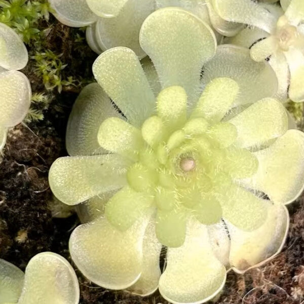 圓花捕蟲堇 Butterworts (Pinguicula rotundiflora)