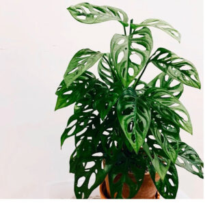 仙洞龜背芋 Swiss Cheese Plant (Monstera adansonii)