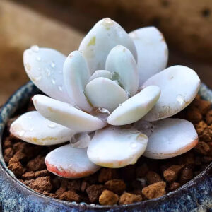 雪蓮石蓮花 Echeveria laui