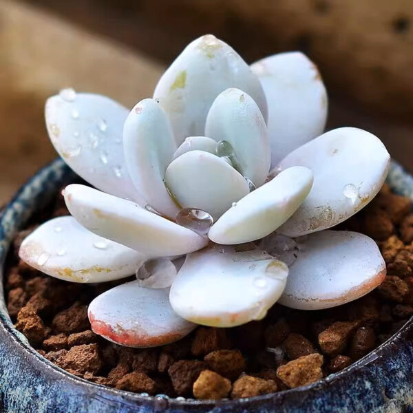 雪蓮石蓮花 Echeveria laui