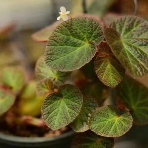 秋海棠 Begonia 'Bonita Shea'