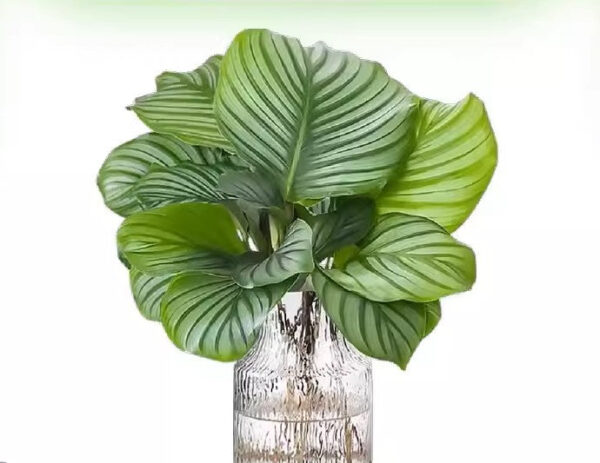 青蘋果竹芋 Calathea orbifolia：圖片 4