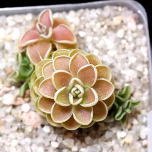 愛蘭捕蟲堇 Butterworts (Pinguicula ehlersiae) (直徑2-4cm)