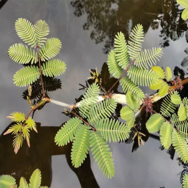 水生含羞草 water mimosa (Neptunia oleracea)