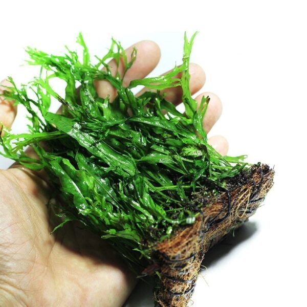 鹿角铁皇冠  Java Fern Windelov (Microsuinm pteropus 'Windelov') (8 - 15 cm)：圖片 7