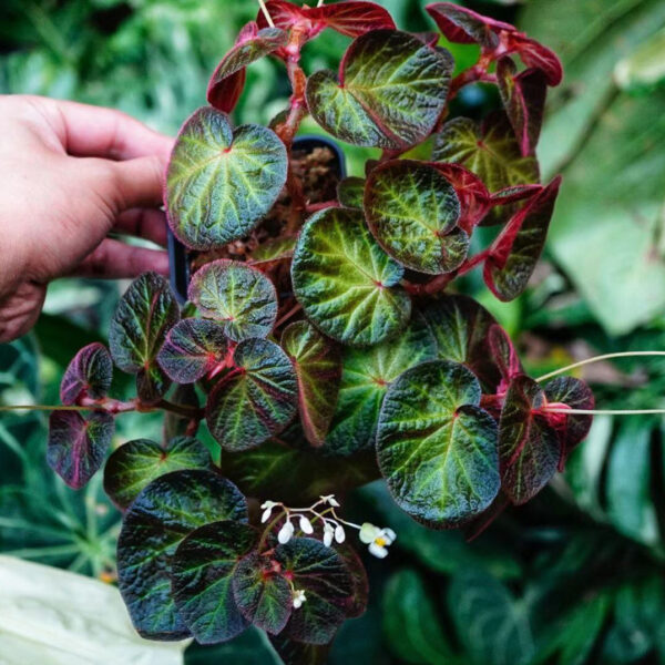 秋海棠 Begonia 'Bonita Shea'：圖片 2