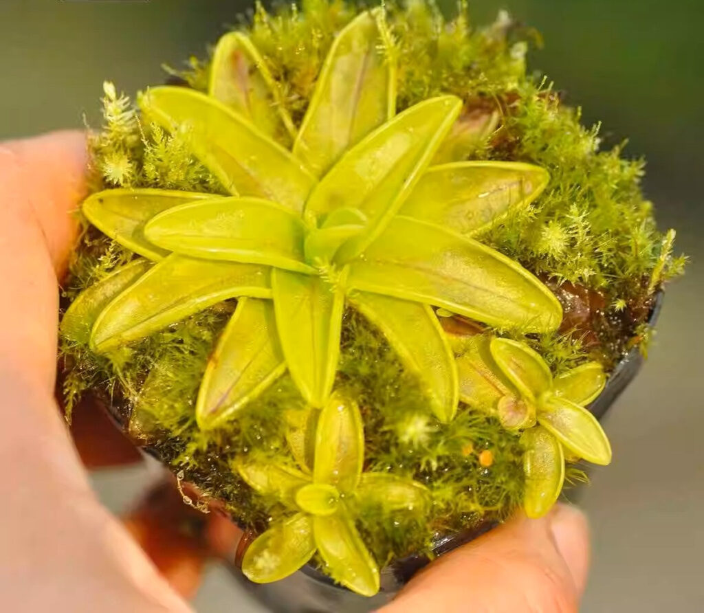 櫻葉捕蟲堇 Pinguicula primuliflora