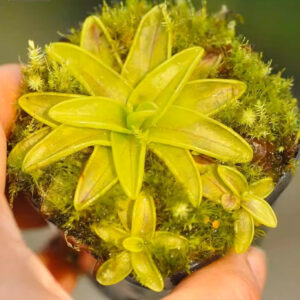 櫻葉捕蟲堇 Pinguicula primuliflora