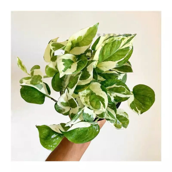 黃金葛 Pothos "Happy Leaf"：圖片 3