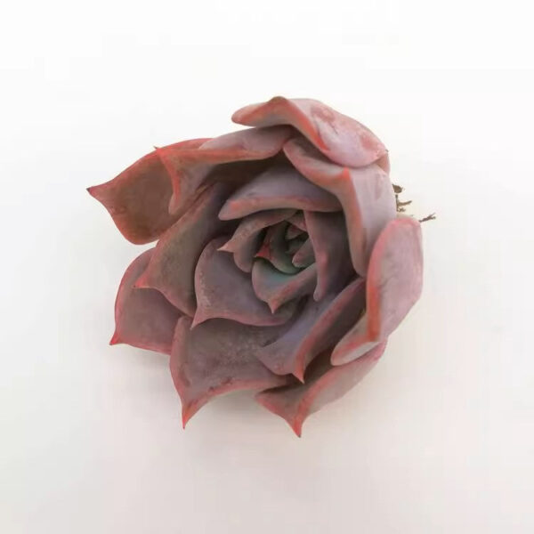 石蓮花露西娜 Echeveria lucila：圖片 2