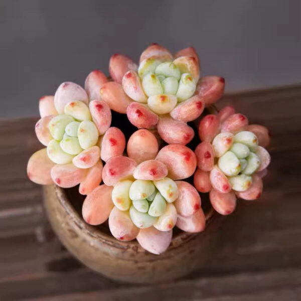 勞爾 Sedum clavatum：圖片 3