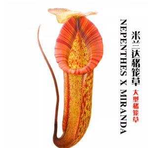 米蘭達豬籠草 Nepenthes 'Miranda'