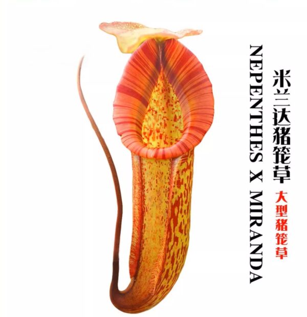 米蘭達豬籠草 Nepenthes 'Miranda'